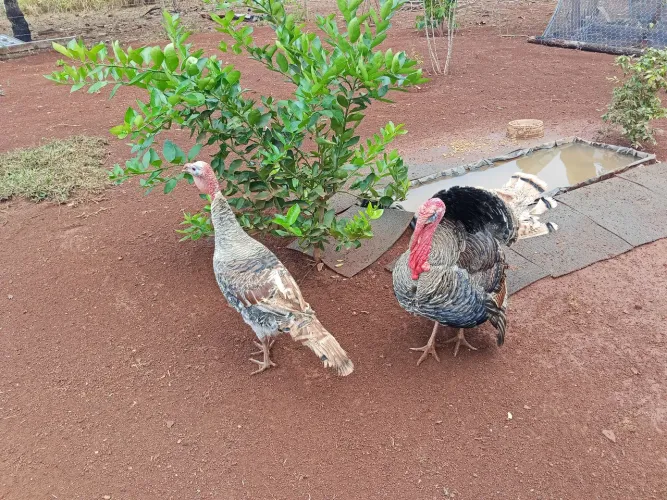 Perú macho novos