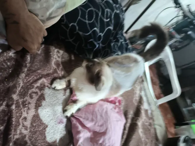 Doação gata fêmea peluda 