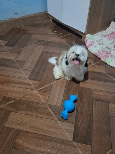 Vendo Cachorros shitzu 