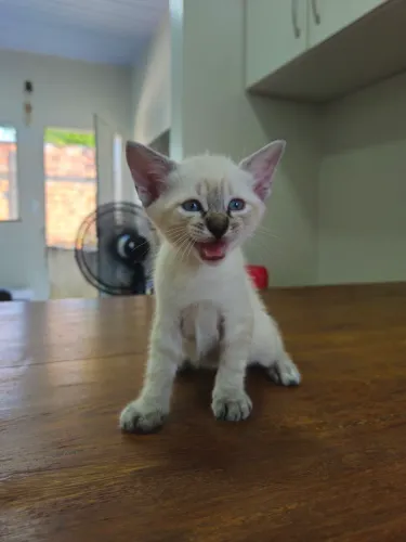 Doação de gatinho macho