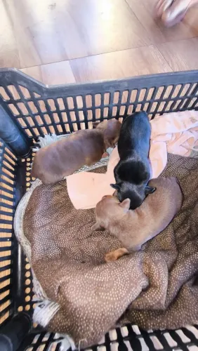 Vende-se filhote de pinscher miniatura na cor chocolate e preto