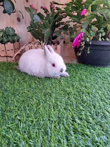 Mini coelhos fofos