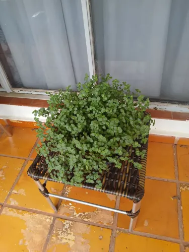 Torrando último vaso com planta