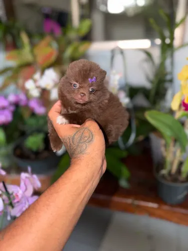 Lulu da pomerania anão fêmea micro chocolate