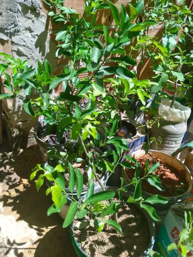 Tangerina enxertada Pokan