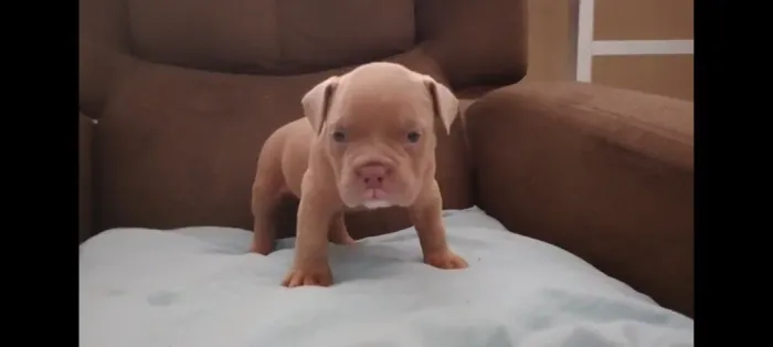 Filhote american bully
