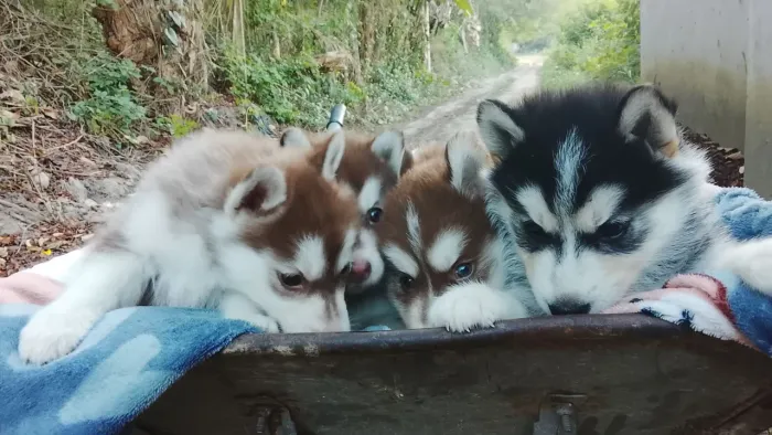 Babys Husky siberiano R$800