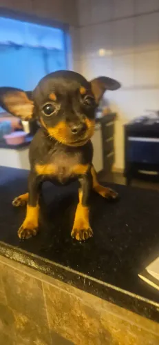 Pinscher fêmea 0