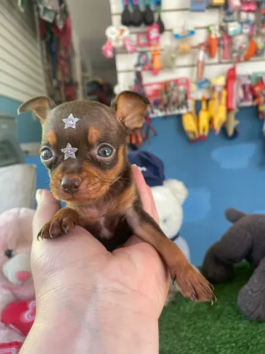 Pinscher fêmea miniatura chocolate dos claros $3.500,00