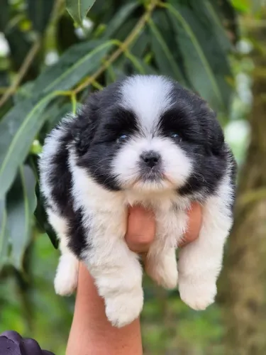 UM PEQUENO PACOTINHO DE AMOR ESTÁ PROCURANDO UMA FAMÍLIA!