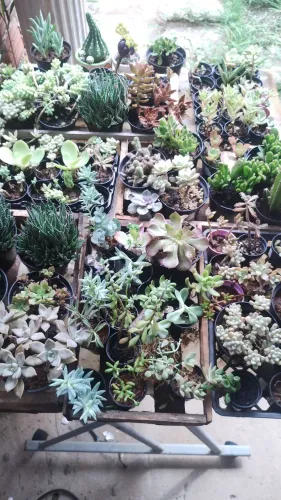 Suculentas para seu lugar preferido