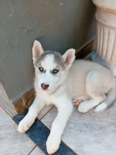 Husky Siberiano 