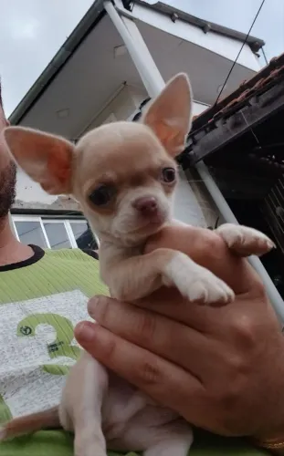 Mini chihuahua bege olho azul legítimo!!