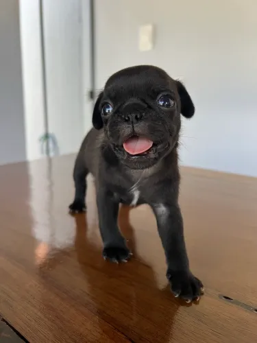 Filhote de PUG 