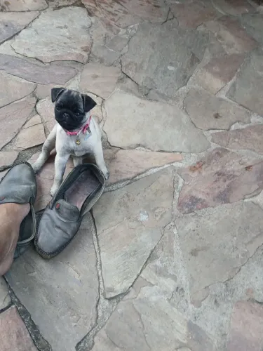 Pug fêmea