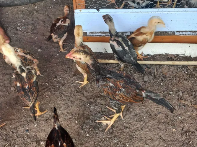 Vende - se pintinhos caipira