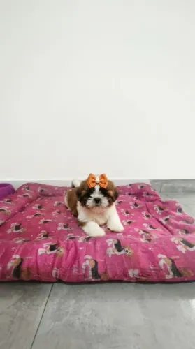 Filhote de Shih Tzu fêmea