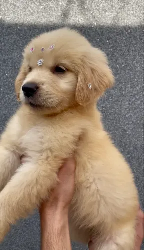 Filhote de Golden Retriever fêmea 