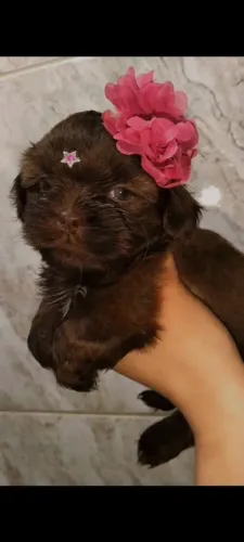 Shihtzu micro fêmea chocolate sólido