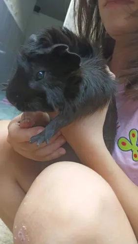 Porco da Índia 