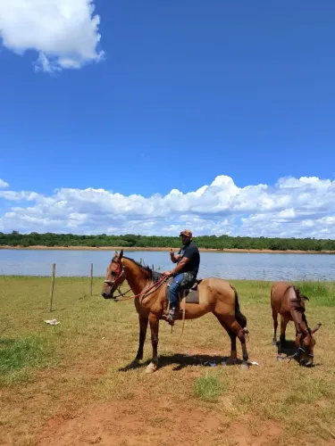 Cavalo  campolino 