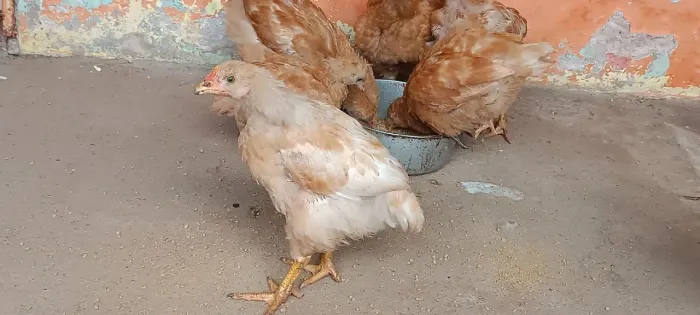 Franguinhos caipirão