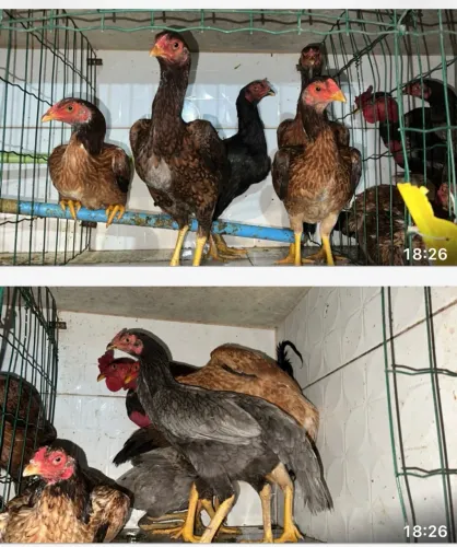 Lote de galinha