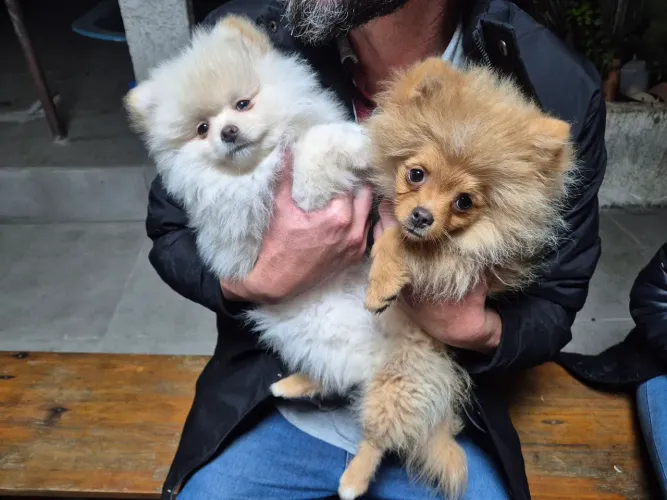 Femea Spitz Lulu da Pomerania luxo