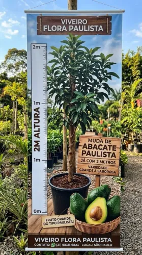 Mudas de abacate do grande com 2 m