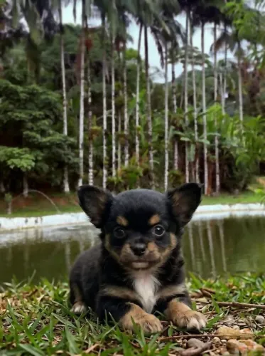 Machinho chihuaua pelo lonho