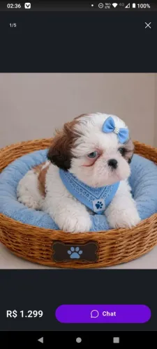 Shitzu macho micro muito exótico lindo