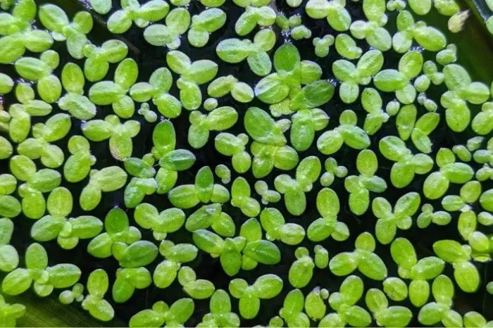 Lentilha d'água planta aquática de superfície 