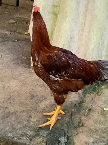 Galinha caipira 