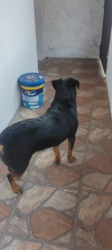 Femia de rottweiler para adoção.
