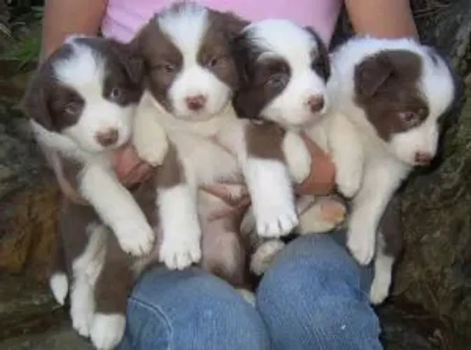 garanta o seu border collie