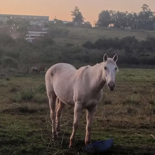 Vendo cavalo baio , manso e de confiança.