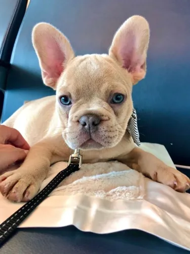 Bulldogue Francês - Um Filhote Que Conquista No Primeiro Momento