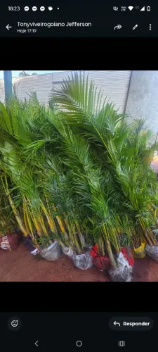 Mudas da palmeira areca bambú adultas 