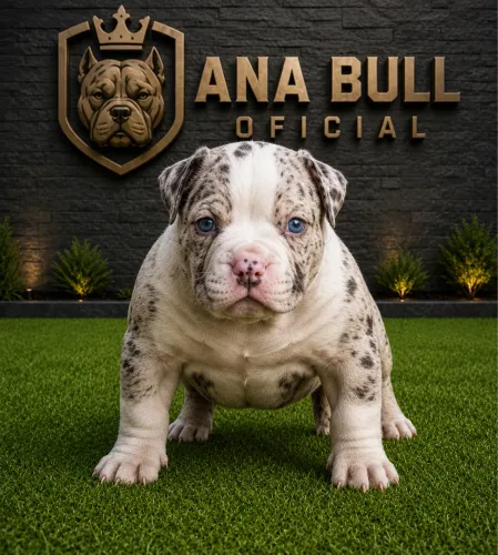 Américan bully 
