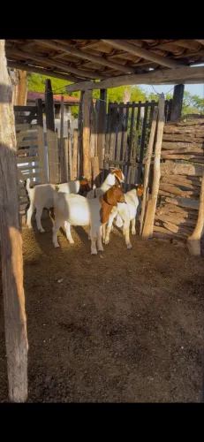 Cabritos Boer - bodes - cabras 