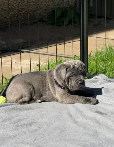 Cane Corso,Cane Corso Filhote Disponível Entrega Facilitada