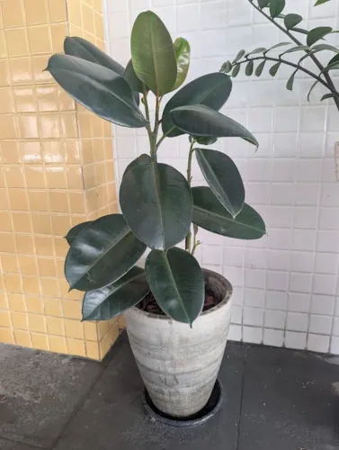 Vendo planta Ficus Elástica já grande (Aprox 1.40m)