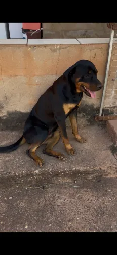 Cachorro