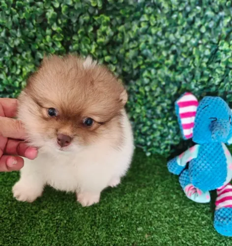 Spitz Alemão/Lulu da Pomerânia macho pequeno com um charmoso narizinho marrom!