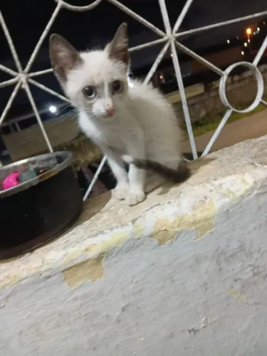 Gatinha fêmea de 4 meses