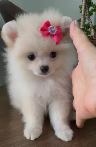 Lulu da pomerânia fêmea 