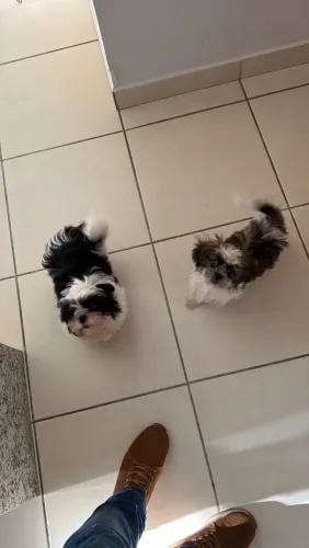 Vendo 2 Shih Tzu Fêmea 