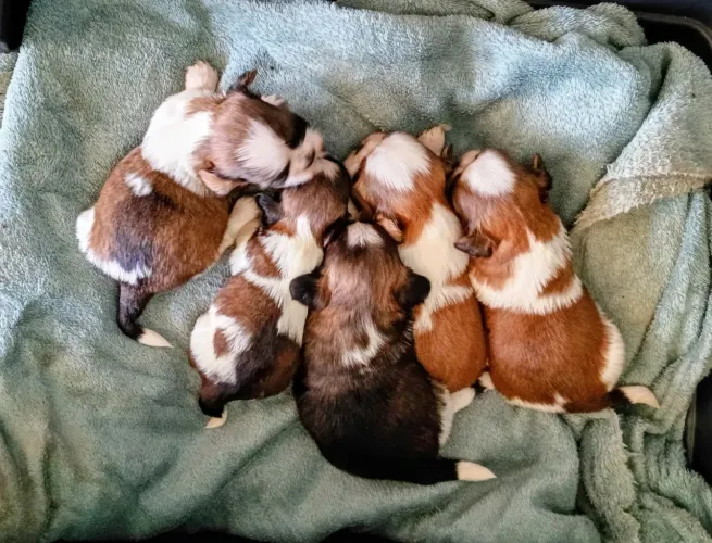 Lindo filhote de Shih Tzu