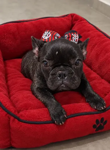 Buldogue femea top
