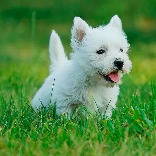 West-terrier